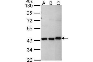 WB Image Sample (30 ug of whole cell lysate) A: A431 , B: H1299 C: Hep G2 , 10% SDS PAGE MKRN1 antibody antibody diluted at 1:1000 (MKRN1 Antikörper)