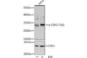 Western blot analysis of extracts of HeLa cells using Phospho-CDK1(T161) Polyclonal Antibody at dilution of 1:1000. (CDK1 Antikörper  (pThr161))