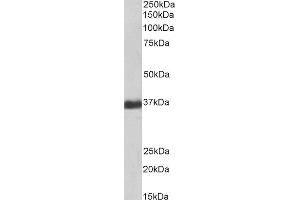 Biotinylated ABIN4902637 (1µg/ml) staining of Human Liver lysate (35µg protein in RIPA buffer), exactly mirroring its parental non-biotinylated product. (GAPDH Antikörper  (Internal Region) (Biotin))