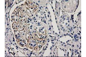 Immunohistochemical staining of paraffin-embedded Human Kidney tissue using anti-PDLIM2 mouse monoclonal antibody. (PDLIM2 Antikörper)