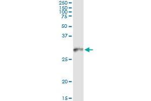 Immunoprecipitation of HLA-DMB transfected lysate using anti-HLA-DMB monoclonal antibody and Protein A Magnetic Bead , and immunoblotted with HLA-DMB MaxPab rabbit polyclonal antibody.