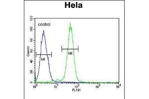 Flow cytometric analysis of Hela cells (right histogram) compared to a negative control cell (left histogram). (AGXT2 Antikörper  (C-Term))