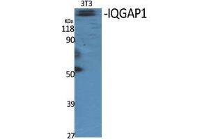 Western Blot (WB) analysis of specific cells using IQGAP1 Polyclonal Antibody. (IQGAP1 Antikörper  (N-Term))