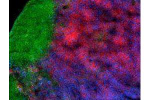 Immunofluorescence (IF) image for anti-CD4 (CD4) antibody (Alexa Fluor 647) (ABIN2657782) (CD4 Antikörper  (Alexa Fluor 647))