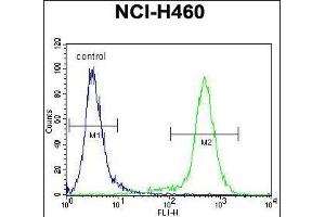 LCN9 Antibody (N-term) (ABIN655673 and ABIN2845139) flow cytometric analysis of NCI- cells (right histogram) compared to a negative control cell (left histogram). (LCN9 Antikörper  (N-Term))