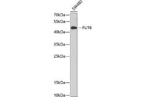 Western blot analysis of extracts of SW480 cells using FUT6 Polyclonal Antibody at dilution of 1:1000. (FUT6 Antikörper)