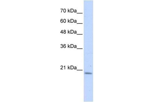 PFDN6 Antikörper  (N-Term)
