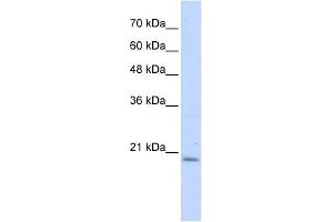 PFDN6 antibody used at 1 ug/ml to detect target protein. (PFDN6 Antikörper  (N-Term))