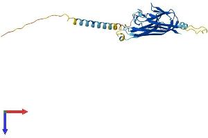 TWEAK Protein (AA 1-249) (His tag)