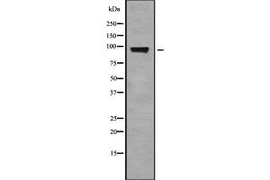 Western blot analysis StIp1 using HT29 whole cell lysates (ELP2 Antikörper  (Internal Region))