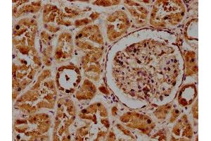 IHC image of ABIN7165879 diluted at 1:300 and staining in paraffin-embedded human kidney tissue performed on a Leica BondTM system. (POGLUT1 Antikörper  (AA 132-392))