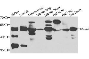 Western blot analysis of extracts of various cell lines, using SCG3 antibody. (SCG3 Antikörper  (AA 199-468))