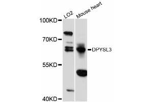 Western blot analysis of extracts of various cell lines, using DPYSL3 antibody (ABIN5997618) at 1:3000 dilution. (DPYSL3 Antikörper)