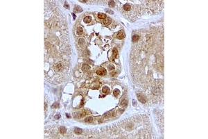 ABIN5539844 (2µg/ml) staining of paraffin embedded Human Kidney. (SGK1 Antikörper  (C-Term))