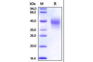 SDS-PAGE (SDS) image for Tumor Necrosis Factor Receptor Superfamily, Member 4 (TNFRSF4) (AA 28-214) (Active) protein (His tag) (ABIN2870850)