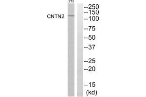 Western blot analysis of extracts from NIH-3T3 cells, using CNTN2 antibody. (CNTN2 Antikörper  (N-Term))