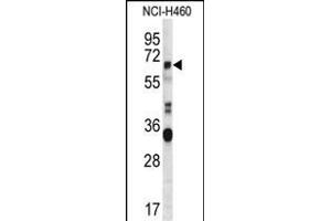 HERV-FRD Antibody (N-term) (ABIN656942 and ABIN2846131) western blot analysis in NCI- cell line lysates (35 μg/lane). (HERV-FRD Provirus Ancestral Env Polyprotein (Herv-frd) (AA 79-107), (N-Term) Antikörper)