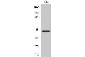 Western Blotting (WB) image for anti-Forkhead Box B2 (FOXB2) (Internal Region) antibody (ABIN3184651)