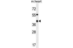ADH4 Antibody (C-term) western blot analysis in mouse heart tissue lysates (35µg/lane). (ADH4 Antikörper  (C-Term))