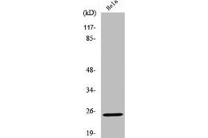 Western Blot analysis of HeLa cells using Cleaved-KLK11 (I54) Polyclonal Antibody (Kallikrein 11 Antikörper  (Cleaved-Ile54))