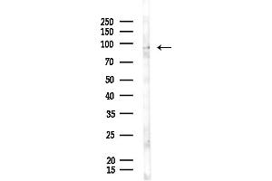 Western blot analysis of lysates from Rat liver, using BCAR3 Antibody at 1/1000 dilution.