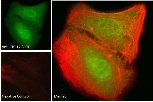 ABIN334426 Immunofluorescence analysis of paraformaldehyde fixed U2OS cells, permeabilized with 0. (ITCH Antikörper  (Internal Region))