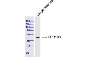 Mouse large intestine lysates probed with GPR108 Polyclonal Antibody, Unconjugated  at 1:300 dilution and 4˚C overnight incubation. (GPR108 Antikörper  (AA 101-200))
