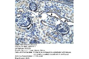 Human kidney (KDM3A Antikörper  (C-Term))
