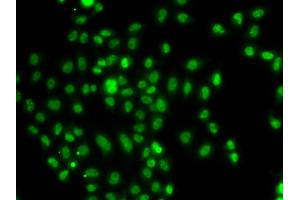 Immunofluorescence analysis of A549 cells using FOXN2 antibody (ABIN5975817). (FOXN2 Antikörper)