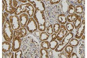 ABIN6273212 at 1/100 staining Human kidney tissue by IHC-P. (COLEC11 Antikörper  (C-Term))