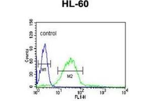 Flow cytometric analysis of HL-60 cells using LIPE Antibody (C-term) Cat. (LIPE Antikörper  (C-Term))
