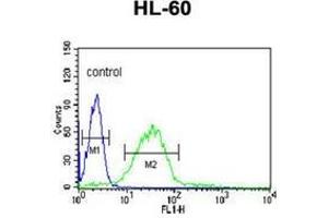 Flow cytometric analysis of HL-60 cells using LIPE Antibody (C-term) Cat. (LIPE Antikörper  (C-Term))