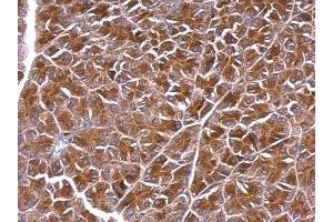 IHC-P Image BPNT1 antibody [N1C3] detects BPNT1 protein at cytosol on mouse pancreas by immunohistochemical analysis.