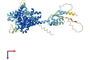 SLC26A7 Protein (AA 1-656) (His tag)