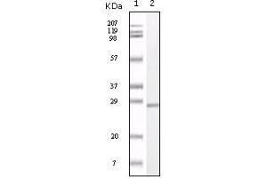 Western Blotting (WB) image for anti-S100 Calcium Binding Protein A1 (S100A1) (truncated) antibody (ABIN2464101) (S100A1 Antikörper  (truncated))