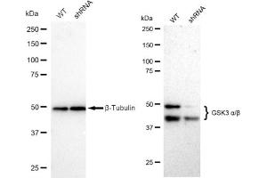 Western blotting analysis using GSK3 alpha/beta antibody (ABIN7798778). (Rekombinanter GSK3 alpha/beta Antikörper)