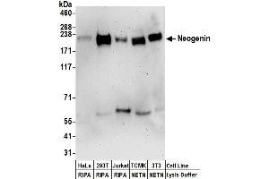 anti-Neogenin 1 (NEO1) (AA 1411-1461) antibody