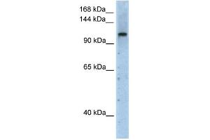 WB Suggested Anti-PRPF6 Antibody Titration:  2. (PRP6/ANT-1 Antikörper  (N-Term))