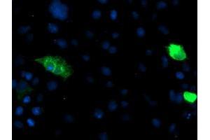 Anti-ENPEP mouse monoclonal antibody (ABIN2455525) immunofluorescent staining of COS7 cells transiently transfected by pCMV6-ENTRY ENPEP (RC210521). (ENPEP Antikörper)