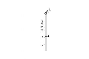 Western Blot at 1:1000 dilution + MCF-7 whole cell lysate Lysates/proteins at 20 ug per lane. (Cofilin Antikörper  (AA 70-98))