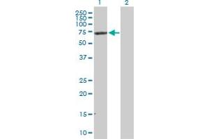 Western Blot analysis of NRP1 expression in transfected 293T cell line by NRP1 MaxPab polyclonal antibody. (Neuropilin 1 Antikörper  (AA 1-609))