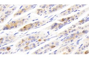 Detection of SCGN in Mouse Stomach Tissue using Polyclonal Antibody to Secretagogin (SCGN) (SCGN Antikörper  (AA 1-276))