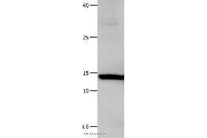 Western blot analysis of Hela cell, using LGALS1 Polyclonal Antibody at dilution of 1:500 (LGALS1/Galectin 1 Antikörper)