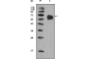 Western Blot showing FGFR4 antibody used against extracellular domain of human FGFR4 (aa22-369). (FGFR4 Antikörper)