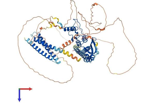 CNOT3 Protein (AA 1-753) (His tag)