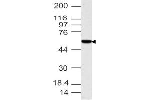 Image no. 1 for anti-Interferon Related Developmental Regulator 1 (IFRD1) (AA 1-300) antibody (ABIN5027565) (IFRD1 Antikörper  (AA 1-300))