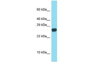 Western Blotting (WB) image for anti-Sperm Acrosome Associated Protein 3 (SPACA3) (C-Term) antibody (ABIN2505815) (SPACA3 Antikörper  (C-Term))