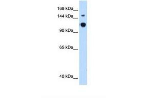 GAPVD1 Antikörper  (AA 182-231)