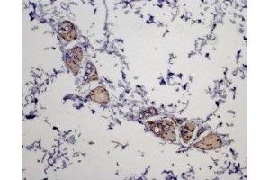 Expression of MC5R in rat skin - Immunohistochemical staining of paraffin embedded rat skin section using Anti-MC5 Receptor Antibody (ABIN7043325 and ABIN7044598), (1:100). (MC5 Receptor Antikörper  (3rd Intracellular Loop))