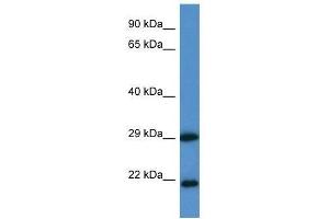 Western Blot showing CLIC3 antibody used at a concentration of 1. (CLIC3 Antikörper  (N-Term))